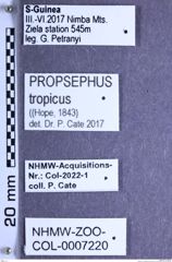 Etiketten zu Propsephus tropicus (Hope, 1843) (NHMW-ZOO-COL-0007220)